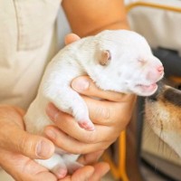 生後3日目『犬の赤ちゃん』を初めて抱っこしたら…平和な瞬間が『尊すぎる』と22万再生「ママ犬からの愛が伝わる」「ただただ愛おしい」