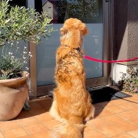 大型犬が『動物病院を大好きになった』結果…用事のない日に見せた『可愛い行動』が24万再生「看板犬のつもりかも？ｗ」「居心地良いんだね」