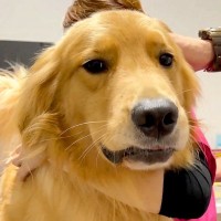 大型犬のおしりに『体温計が刺さった』結果…思った以上の『リアクション』が可愛すぎると35万再生「いい顔で爆笑ｗ」「なんか人間っぽい」