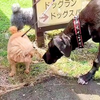 『超大型犬にイキってしまった小型犬』の末路…完全に想像通りな展開に爆笑の嵐「勇敢すぎて草」「まあ…そうなるよねｗ」と3万再生の反響