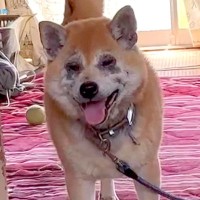 犬が『飼い主の緊急入院で置き去りになった』結果…まさかの『必死に家を守る姿』に感動「怖かったよね」「感謝と敬服の極み」と賞賛相次ぐ