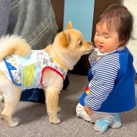 犬が我が子のように可愛がっていた赤ちゃん…切なすぎる『お別れの日』と寂しそうな表情が18万再生「優しい眼差し」「なんて素敵なご家族」