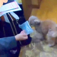 犬が初めて『パパの実家にお泊りした』結果…おじいちゃんおばあちゃんが見せた『孫のような反応』が可愛いと165万再生「幸せすぎる」と絶賛