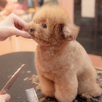 トリミングをした小型犬…まるでお人形のような『可愛すぎるお姿』が155万再生「もはや罪」「眠そうなの可愛い…」「天使かな？」と絶賛