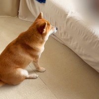 犬が『どうしても父と散歩に行きたい』と願った結果…健気すぎる『可愛い行動』が6万再生「粘り勝ちｗ」「ちゃんと待ててお利口さん」と絶賛