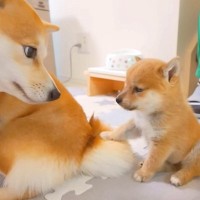 犬の赤ちゃんが『お手を覚えた』結果…お姉ちゃんにした『まさかの間違い』が可愛すぎると35万再生「そこじゃないｗｗ」「平和で癒された」