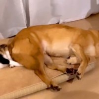 犬が『猫にベッドを横取りされた』結果…『取り返すまでのやり取り』が優しくて尊いと110万再生「困惑してるｗ」「無理矢理じゃないの偉い」