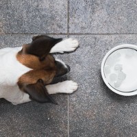 犬に冷たいものを与えても大丈夫？氷の食べ過ぎで起こる危険な症状まで