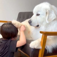 男の子が『白くまのような超大型犬』と仲良くなった結果…可愛すぎる『撫であいっこ』が353万再生の反響「ほっこり」「鼻ツンたまらん」