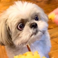 犬が近所のおばあちゃんに『やきいも』を貰った結果…ギラッギラな『必死すぎる表情』が面白いと5万再生「真剣ｗ」「ガン見でたまらん」