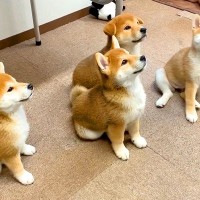 4匹の子犬たちを『同時におすわりさせた』結果…あまりにも尊い光景が17万7000再生「まるで天使」「完璧…可愛すぎてたまらん」と悶絶