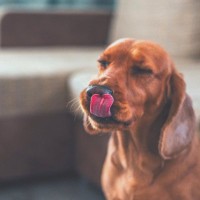 犬が誤飲すると死ぬもの４選　絶対に食べさせないためにすべき対策とは？