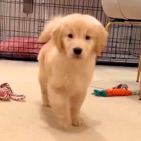 大型犬の子犬が『自分の名前を覚えた瞬間』…呼んだ時に見せた『可愛い行動』が107万再生「かわいこちゃんすぎる」「天使ですか？」と悶絶