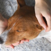 犬の『突然死』原因４選　愛犬にいつもと違う異変を感じたらすぐに病院へ