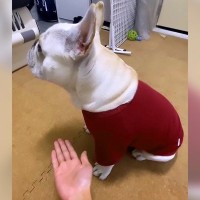 犬に『お手』と言い続けた結果…仕方なく見せた『世界一雑なお手』が可愛すぎると11万再生「なんやそれｗ」「だれも真似出来ない」と爆笑