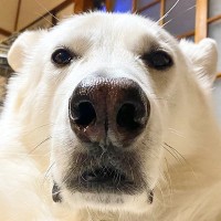 犬を下アングルで撮影した結果…『シロクマにしか見えない姿』に2万4000いいね集まる「よく見てもシロクマで草」「おじさんの自撮り？」と爆笑