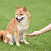 犬が『家族だと思わない人』にする行動4選　距離を置かれる理由や絆を深める方法とは？