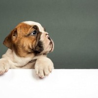 犬の『自由』を奪ってしまう飼い主の行動５つ　愛犬を不幸にさせてしまうやってはいけないNG行為とは