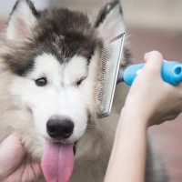 犬の抜け毛を使った5つの活用方法　手軽にできるリメイクから記念に残る使い道まで