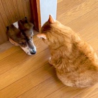 犬が『猫用の穴から出ようとした』結果…助け合う光景と『まさかの結末』が可愛すぎると232万再生「最高のコンビ」「絶対会話してるｗ」