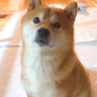 深夜、犬が何かを教えに来たのでついて行った結果…想定外だった『まさかの報告』が可愛すぎると40万再生「警備しててえらい」「ほんと好き」