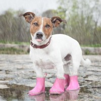 犬が雨で濡れたら毎回シャンプーしたほうがいいの？雨の日の散歩後ケアでの注意点と適切なお手入れ方法を解説