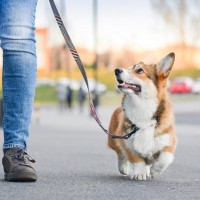 長く散歩に行かなければならない犬種5選　たくさんの運動量が必要な犬の特徴まで