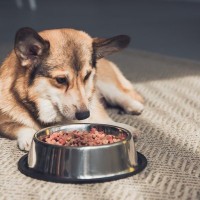 犬が夏に食欲減退してしまう3つの理由とは？夏バテ対策できるご飯の工夫やポイントを抑えておこう