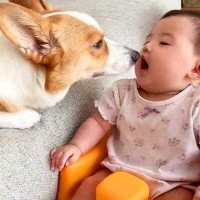 犬が『赤ちゃんの見守り』をした結果…面倒見が良すぎる『イクワンっぷり』に賞賛の声「素晴らしい」「癒されるコンビ」と2万3000再生