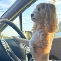 犬を『車の運転席に乗せた』結果…衝撃的な『姿勢が良すぎる姿』が面白いと429万表示「俺より姿勢良くて草」「いい左折しそうで爆笑ｗ」