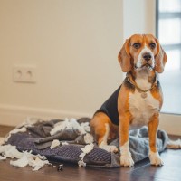 愛犬がしてしまう『困った行動』9つ　飼い主がすべき対処法や改善のためにできることをご紹介