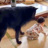 犬が『赤ちゃんのハイハイ』を目の前にした結果…『心配で見守る姿』が優しすぎると2万再生「素晴らしいベビーシッター」「凄い、頼もしい」