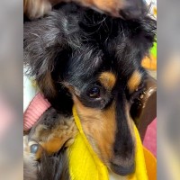 なぜか犬が『変な髪形』に…まさかの原因が164万再生「すっごい舐められてて草」「されるがままｗ」と爆笑