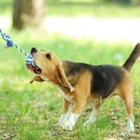 愛犬用の『ロープのおもちゃ』には危険が潜んでる？知っておくべき4つのリスクと正しい使い方をご紹介