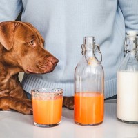 犬に市販の野菜ジュースを与えるのは絶対にNG　人間用を飲ませてはいけない理由や及ぼす悪影響について解説