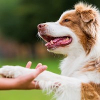 犬が飼い主を『喜ばせよう』としているときの行動5選　絶対に見逃したくない可愛すぎる行為とは？