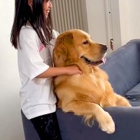 女の子が『大型犬の肩もみ』をした結果…オッサンにしか見えない『まさかの光景』に爆笑「大御所で草」「犬のフリした人ですよね？」と話題