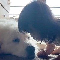 1歳の女の子が『超大型犬に育てられた』結果…大好きが溢れて『ちゅーが止まらなくなる光景』が尊すぎると36万再生「なんだか泣ける」の声も