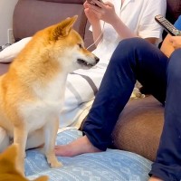 犬が『大好きなママの隣にパパが座っていたら』どうする？定位置を奪われ『圧をかける姿』が面白いと54万再生「ジト目ｗ」「実力行使で草」