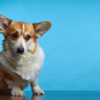 犬がフリーズしたまま動かないときの心理5つ　固まってしまう理由とは？