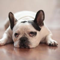 犬を叱ると『上目遣い』してくる心理4つ　反省してるの？説教中の愛犬の本音とは