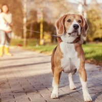 犬が死ぬかもしれない『散歩方法』5選　愛犬を危険に晒す飼い主のタブー行為とは？