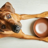 犬に使ってはいけない『危険な食器』5選　愛犬にストレスを与えてしまう可能性も…