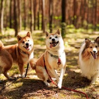 犬がしっぽをブンブン振り回している時の気持ちとは？4つの理由を注意点を含めてご紹介