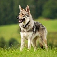 日本では滅多に見かけることができない『珍しい犬種』４つ　国内で暮らしている頭数や特徴、原産国までご紹介