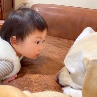 『寝ている大型犬と遊びたい赤ちゃん』がとった行動…完全に想定外な『寝ているかチェックする方法』に爆笑「躊躇なさすぎて草」と52万再生