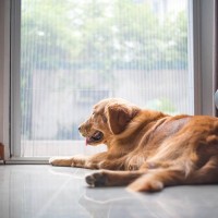 犬が『飼い主から離れたがる』4つの理由とは　その対処法や愛犬とのほどよい距離の取り方まで解説