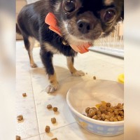 『永遠に食べ方が下手な犬』…まさかの食事シーンが可愛すぎると1万5000いいね「うちの子も同じｗ」「キョトン顔なの草」共感と爆笑の声