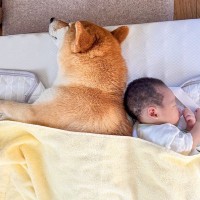 犬と赤ちゃんが『一緒に眠った』結果…尊すぎる『見守り行動』が平和そのものだと18万表示「最高」「背中は任せろって言ってそう」と大絶賛