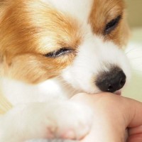 犬もジェスチャーで意思表示するの？5つの仕草から読み取る心理を知って信頼関係をより深めよう